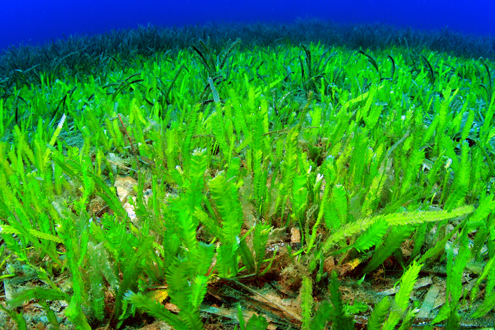 5 Zelena alga Caulerpa taxifolia u Starogradskom zaljevu na dubini od oko 10 m u ljeto 2012. godine.